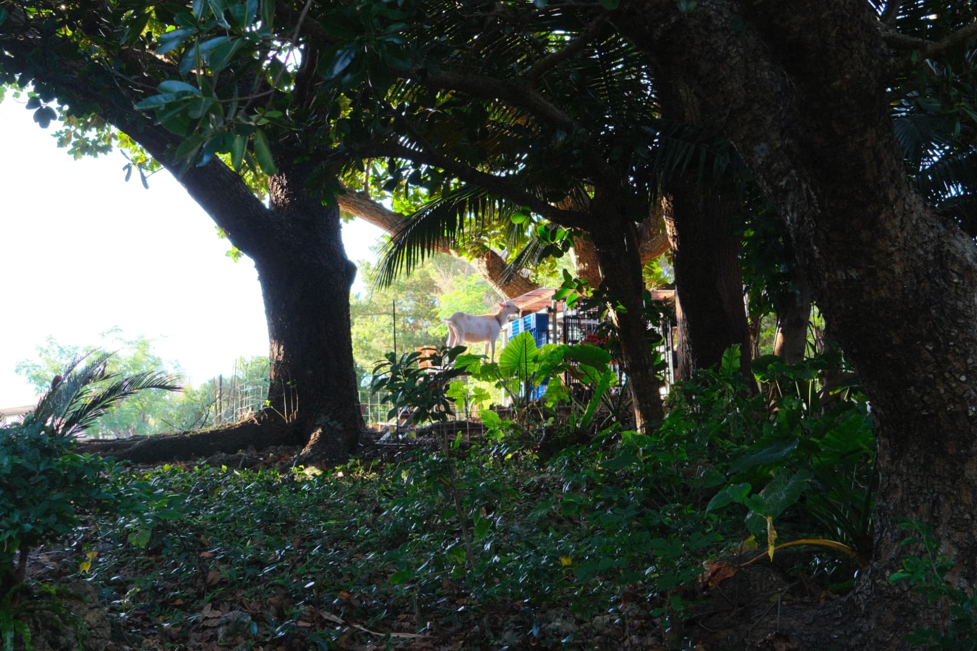 A goat in a sunlit clearing framed by trees